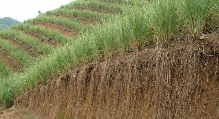 Trồng cỏ Vetiver chống lũ quét