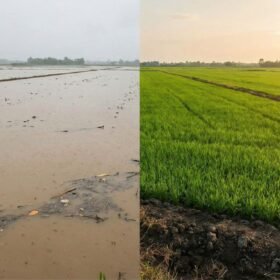 Chất lượng đất bị biến chất ra sao sau lũ lụt