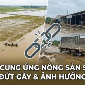 Chuỗi cung ứng nông sản sau lũ ảnh hưởng như thế nào?