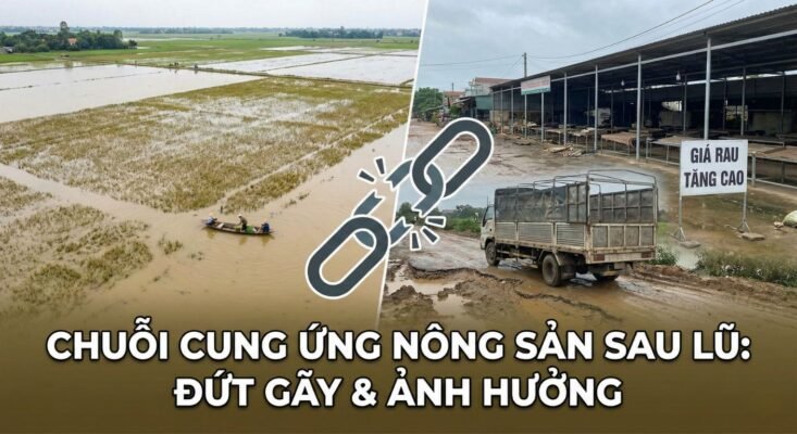 Chuỗi cung ứng nông sản sau lũ ảnh hưởng như thế nào?